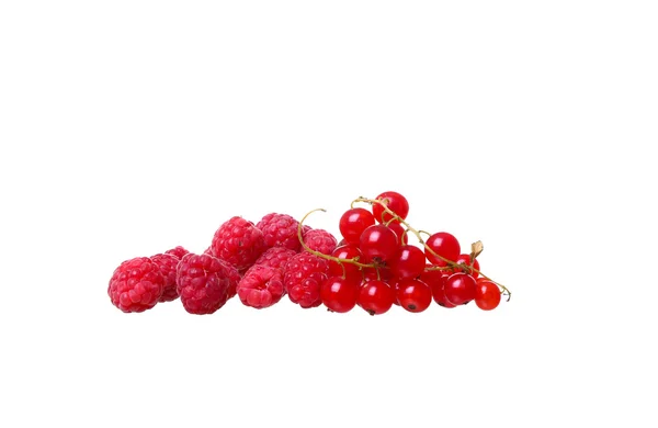 Branches of berry red currants isolated on a white background — Stock Photo, Image