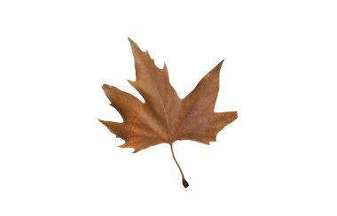 Sonbahar akçaağaç yaprakları beyaz arkaplanda izole edilmiş