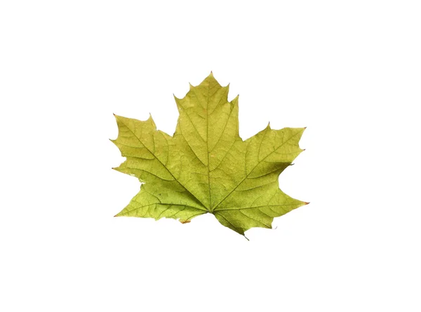 Feuilles d'érable d'automne isolées sur fond blanc — Photo