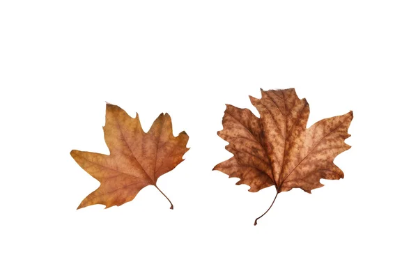 Hojas de arce de otoño aisladas sobre fondo blanco — Foto de Stock