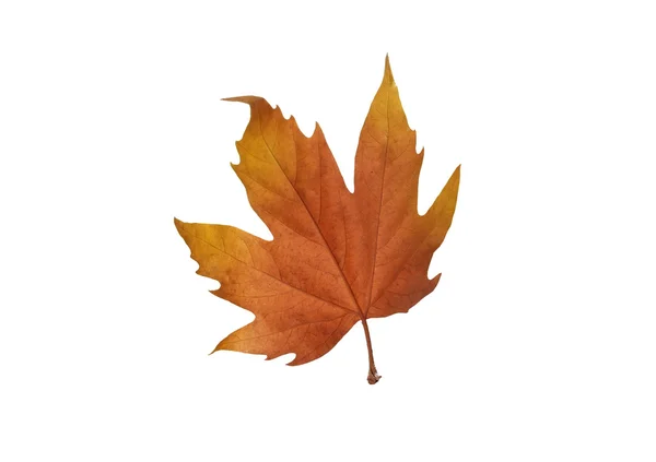 Autumn maple leaves isolated on white background — Stock Photo, Image