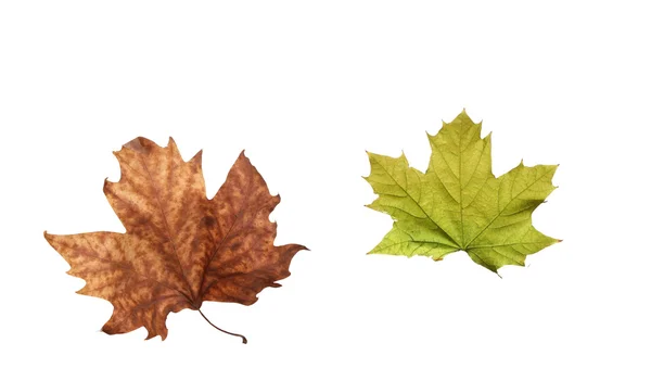 Hojas de arce de otoño aisladas sobre fondo blanco — Foto de Stock