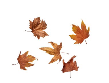 izole üzerinde beyaz arka plan kolaj Sonbaharda akçaağaç yaprakları