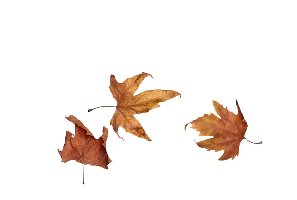 Collage Hojas de arce de otoño aisladas sobre fondo blanco — Foto de Stock