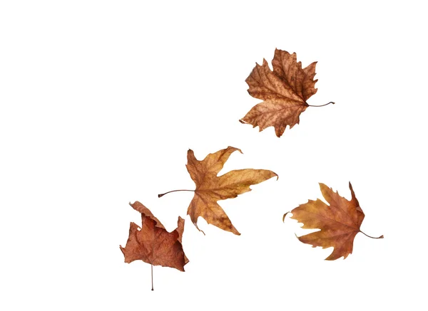 Hojas de arce de otoño aisladas sobre fondo blanco — Foto de Stock