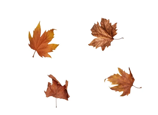 Hojas de arce de otoño aisladas sobre fondo blanco —  Fotos de Stock