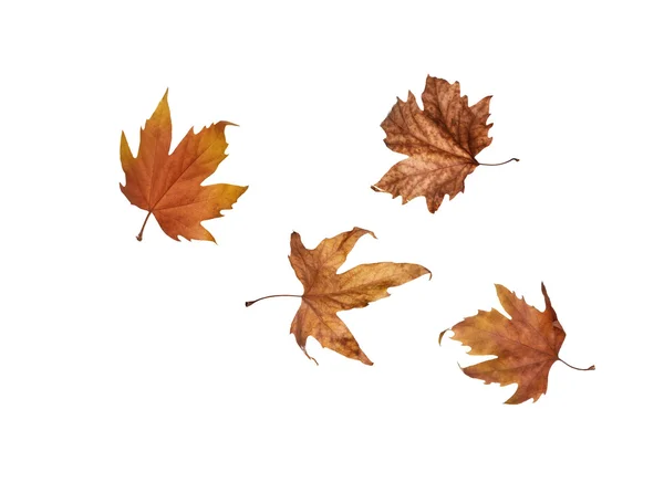 Sonbahar akçaağaç yaprakları beyaz arkaplanda izole edilmiş