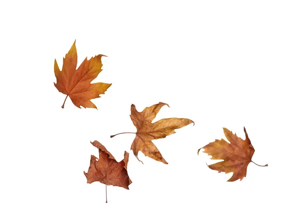 Outono folhas de bordo isolado no fundo branco — Fotografia de Stock