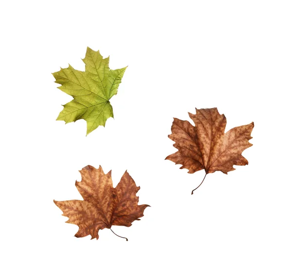 Collage Hojas de arce de otoño aisladas sobre fondo blanco — Foto de Stock