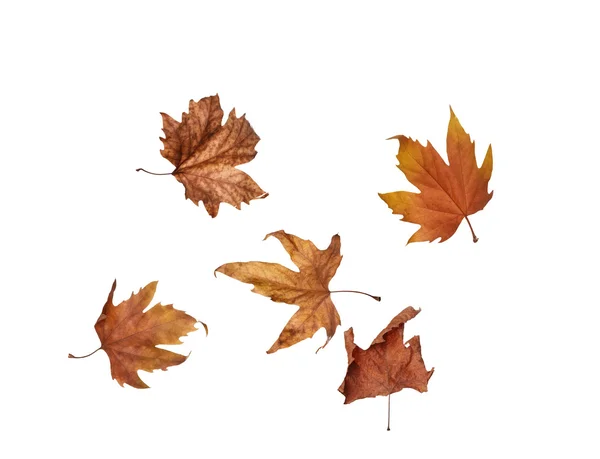 izole üzerinde beyaz arka plan kolaj Sonbaharda akçaağaç yaprakları