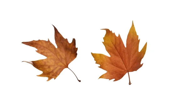 Collage Hojas de arce de otoño aisladas sobre fondo blanco — Foto de Stock