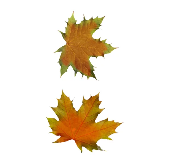 Collage Autumn maple leaves isolated on white background — Stock Photo, Image