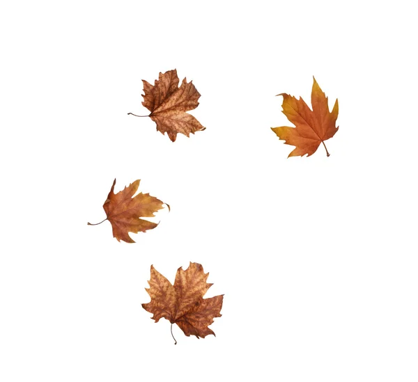 collage Autumn maple leaves isolated on white background