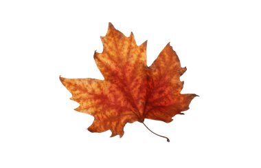 Sonbahar akçaağaç yaprakları beyaz arkaplanda izole edilmiş