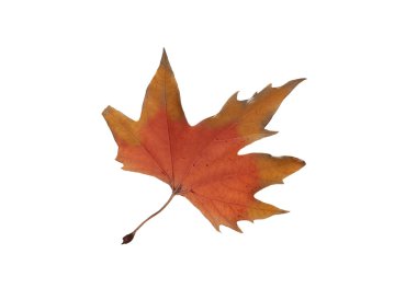 Sonbahar akçaağaç yaprakları beyaz arkaplanda izole edilmiş