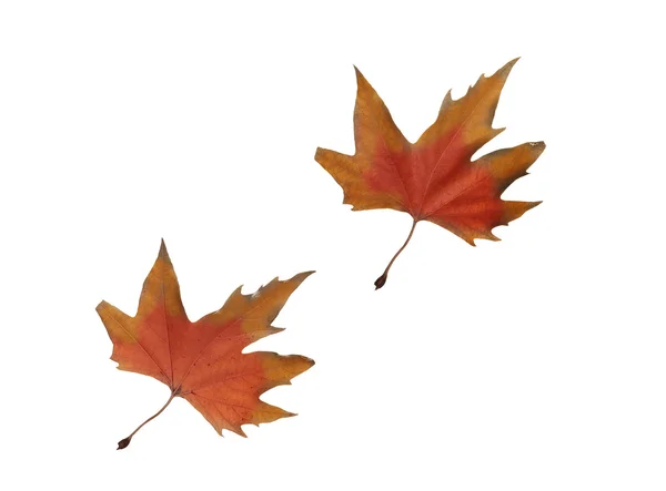 Colagem Outono folhas de bordo isolado no fundo branco — Fotografia de Stock