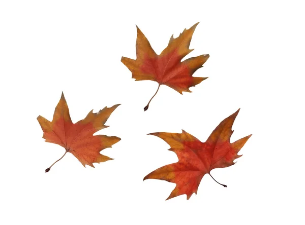 stock image collage Autumn maple leaves isolated on white background