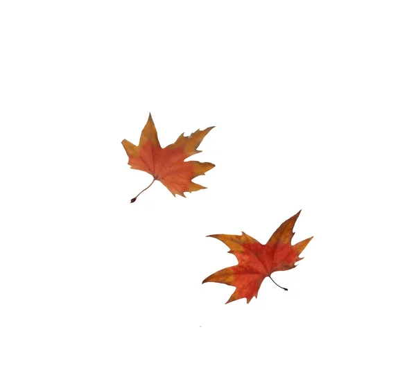 Collage Feuilles d'érable d'automne isolées sur fond blanc — Photo