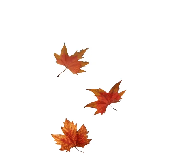 Collage Autumn maple leaves isolated on white background — Stock Photo, Image