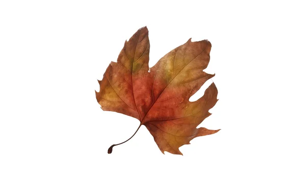 Φθινοπωρινά φύλλα σφενδάμου που απομονώνονται σε λευκό φόντο — Φωτογραφία Αρχείου