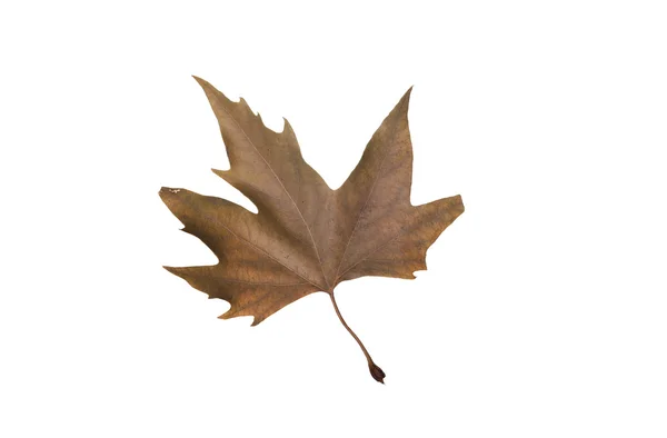 Podzimní javorové listy izolované na bílém pozadí — Stock fotografie