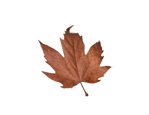 Feuilles d'érable d'automne isolées sur fond blanc — Photo