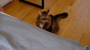 Yumuşak kedi, güneşli yatak odasındaki beyaz yatağa tembelce uzanır. Sessiz ve sıcak bir iç an, sakin kedi rahatlaması, günlük evcil hayvan hayatının basit güzelliği..