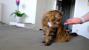 Yumuşak kedi, güneşli yatak odasındaki beyaz yatağa tembelce uzanır. Sessiz ve sıcak bir iç an, sakin kedi rahatlaması, günlük evcil hayvan hayatının basit güzelliği..