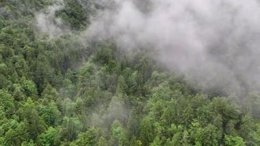 Slovenya Alps dağ ormanı üzerinde İHA görüntüleri. Karamsar yaz gününde sis ve alçak bulutlar sinematik doğal atmosfer ve vahşi doğanın büyülü dağlık manzarasını yaratıyor.