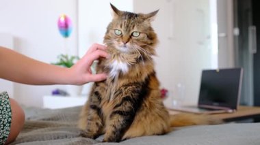 Kedi, parlak yatak odasında, yatakta. Şefkatli, sakin bir atmosfer, yumuşak bir ışık, insan ve evcil hayvan arasında sakin bir arkadaşlık, sıcaklıkla dolu her gün..