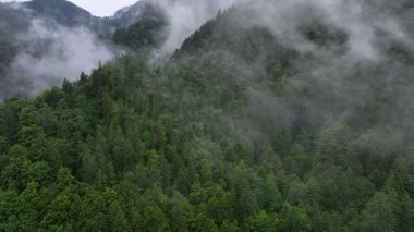 Slovenya Alps dağ ormanı üzerinde İHA görüntüleri. Karamsar yaz gününde sis ve alçak bulutlar sinematik doğal atmosfer ve vahşi doğanın büyülü dağlık manzarasını yaratıyor.