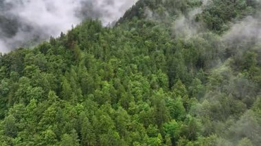 Slovenya Alps dağ ormanı üzerinde İHA görüntüleri. Karamsar yaz gününde sis ve alçak bulutlar sinematik doğal atmosfer ve vahşi doğanın büyülü dağlık manzarasını yaratıyor.