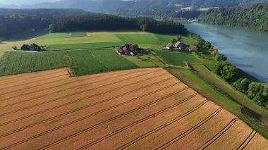 Slovenya 'daki Drava nehri yakınlarındaki tarlaların havadan çekilmiş yaz manzarası, yuvarlanan toprak, yumuşak ışık, sessiz kırsal alan, pürüzsüz sinematik dron hareketi