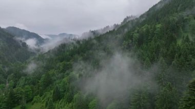 Slovenya Alps dağ ormanı üzerinde İHA görüntüleri. Karamsar yaz gününde sis ve alçak bulutlar sinematik doğal atmosfer ve vahşi doğanın büyülü dağlık manzarasını yaratıyor.