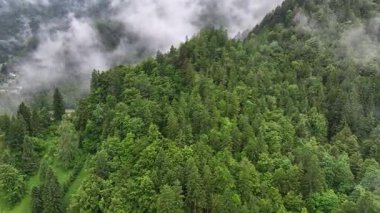 Slovenya Alps dağ ormanı üzerinde İHA görüntüleri. Karamsar yaz gününde sis ve alçak bulutlar sinematik doğal atmosfer ve vahşi doğanın büyülü dağlık manzarasını yaratıyor.