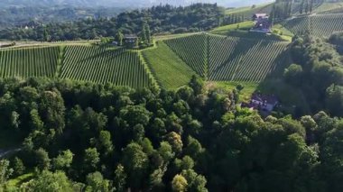 Avusturya, Styria 'da sonsuz yemyeşil üzüm bağları, teraslı yamaçlara ve uzak Alplere altın renkler dökme, zamansız şarap mirası, ılık ışıkla yıkanmış huzurlu vadiler, mükemmel seyahat