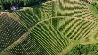 Avusturya, Styria 'da sonsuz yemyeşil üzüm bağları, teraslı yamaçlara ve uzak Alplere altın renkler dökme, zamansız şarap mirası, ılık ışıkla yıkanmış huzurlu vadiler, mükemmel seyahat