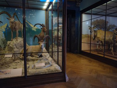 Viyana, Avusturya 14 Temmuz 2023: Doğal Tarih Müzesi Koridoru Çeşitli Memeliler ve Primatların Tahnitini Sergilenen Tarihi Cam Kutular. Doğa Tarihi Müzesi. Avrupa