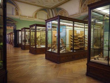 Viyana, Avusturya 14 Temmuz 2023: Doğal Tarih Müzesi Koridoru Çeşitli Memeliler ve Primatların Tahnitini Sergilenen Tarihi Cam Kutular. Doğa Tarihi Müzesi. Avrupa