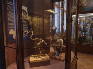 Viyana, Avusturya 14 Temmuz 2023: Doğal Tarih Müzesi Koridoru ve Çeşitli Kuşların Tahnitini Sergilenen Tarihi Cam Kutular. Doğa Tarihi Müzesi. Avrupa