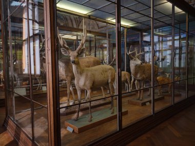 Viyana, Avusturya 14 Temmuz 2023: Doğal Tarih Müzesi Koridoru Çeşitli Memeliler ve Primatların Tahnitini Sergilenen Tarihi Cam Kutular. Doğa Tarihi Müzesi. Avrupa