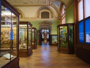 Viyana, Avusturya 14 Temmuz 2023: Doğal Tarih Müzesi Koridoru Çeşitli Memeliler ve Primatların Tahnitini Sergilenen Tarihi Cam Kutular. Doğa Tarihi Müzesi. Avrupa