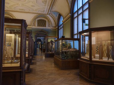 Viyana, Avusturya 14 Temmuz 2023 Viyana Naturhistorisches Museum, Doğa Tarihi Müzesi 'nin iç görünümü sergi ve ayrıntıları gösteriyor. Kültürel miras, eğitim alanı, müze atmosferi