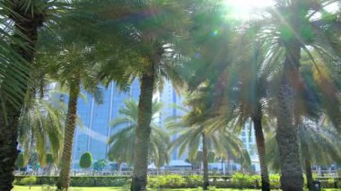 Abu Dabi Corniche Deniz Tarafındaki huzurlu park. Yeşillik palmiye ağaçları, yeşil alanlar, dingin yollar. Sakin bir atmosfer yakalar, rahatlamak için ideal doğa yürüyüşleri ve şehrin doğal güzelliğinin tadını çıkarır..