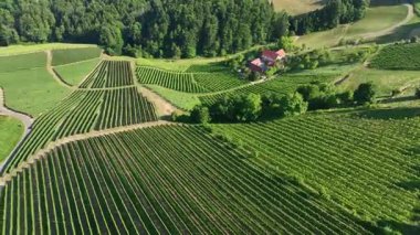 Avusturya, Styria 'da sonsuz yemyeşil üzüm bağları, teraslı yamaçlara ve uzak Alplere altın renkler dökme, zamansız şarap mirası, ılık ışıkla yıkanmış huzurlu vadiler, mükemmel seyahat