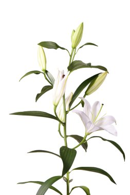 Beyaz bir arka planda beyaz lilyum demet bir parçası