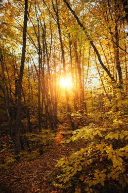 Sonbahar orman topluluğu. Sonbahar manzara