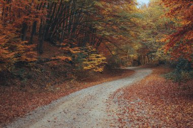 Güzel sonbahar orman dağ yolu