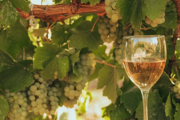 Un bicchiere di vino bianco nella vigna autunnale. sul tavolo di legno Tempo di vendemmia, tramonto in vigna in autunno — Foto Stock