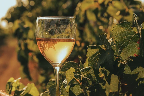 Un bicchiere di vino bianco nella vigna autunnale. sul tavolo di legno Tempo di vendemmia, tramonto in vigna in autunno — Foto Stock